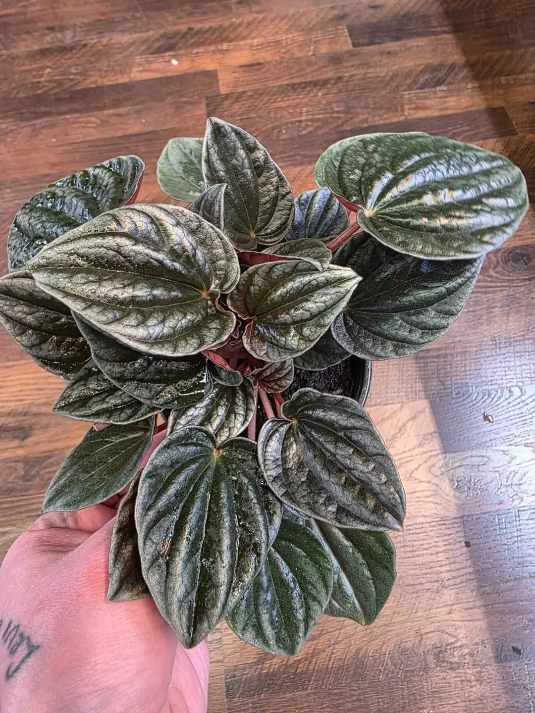 Peperomia Royal Princess thumbnail