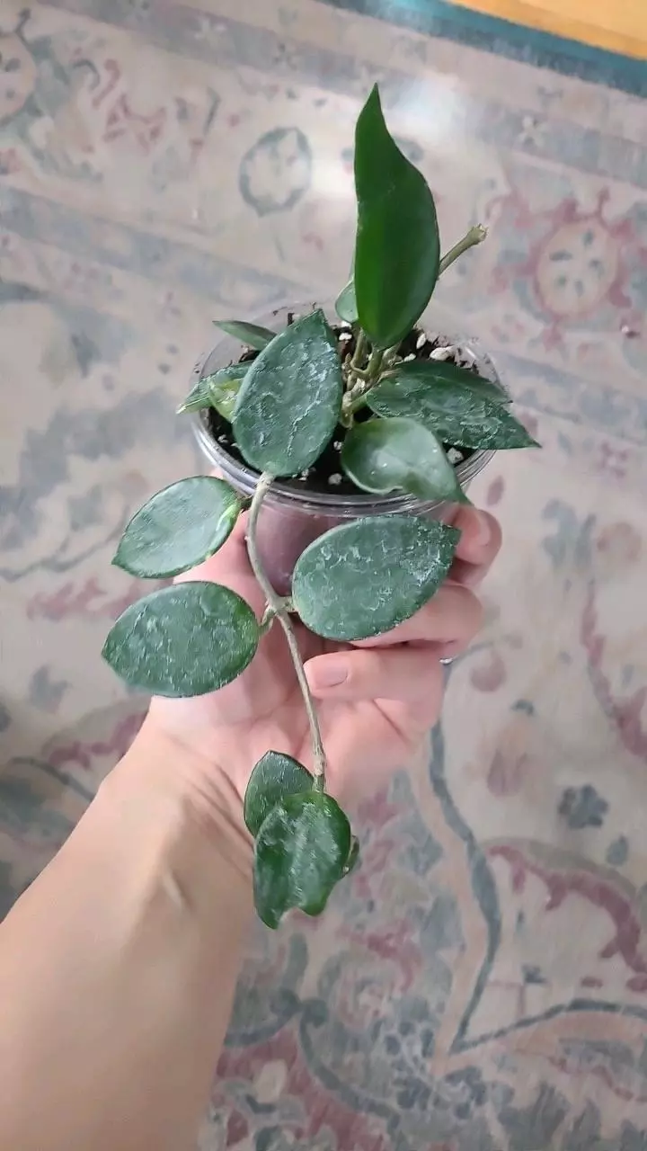 Hoya Chouke 3.25" thumbnail