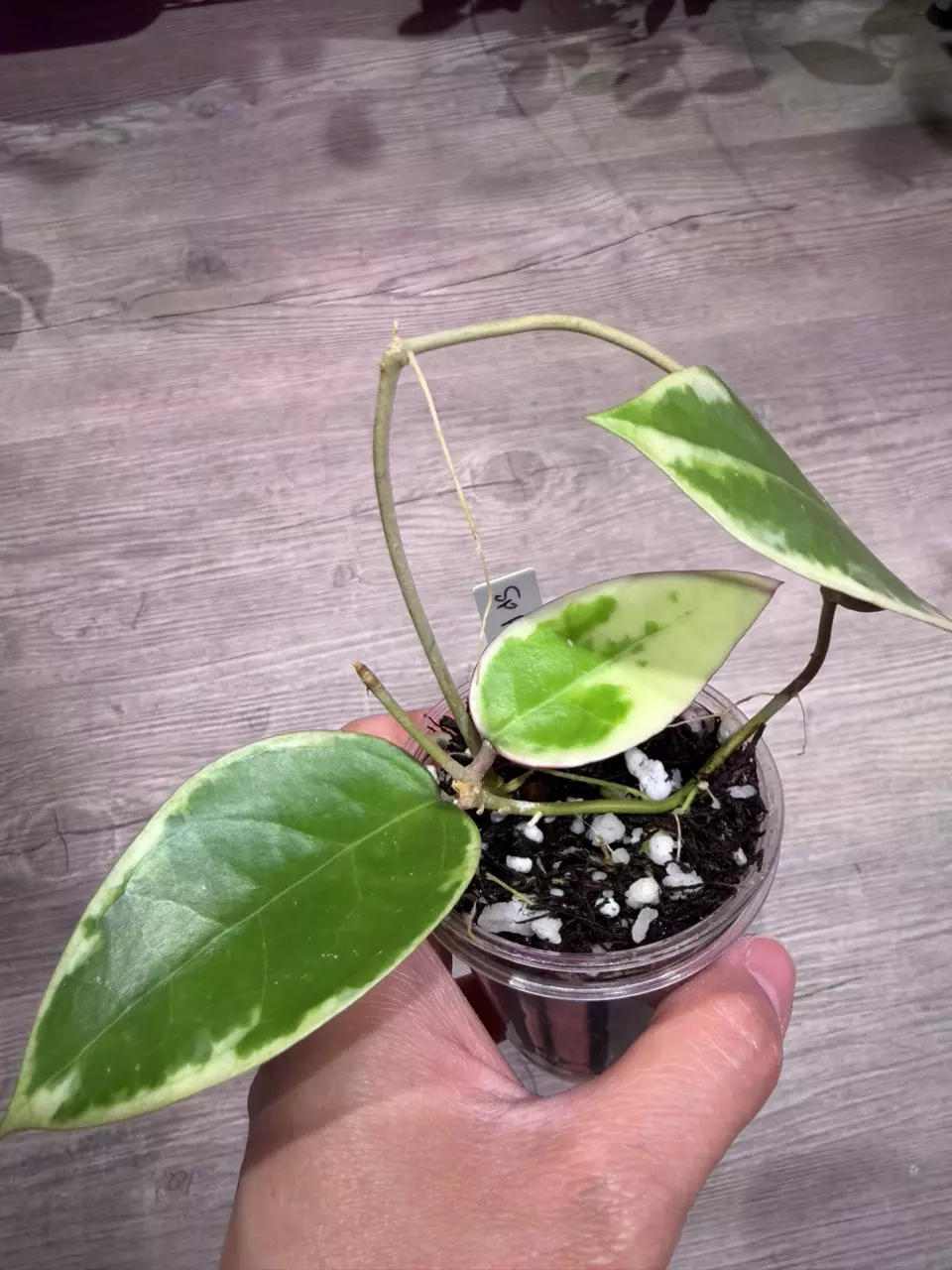 Hoya sp Panglai thumbnail