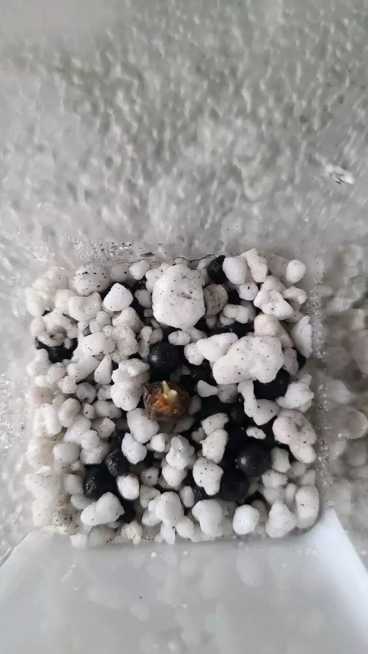 Alocasia Polly Corm thumbnail