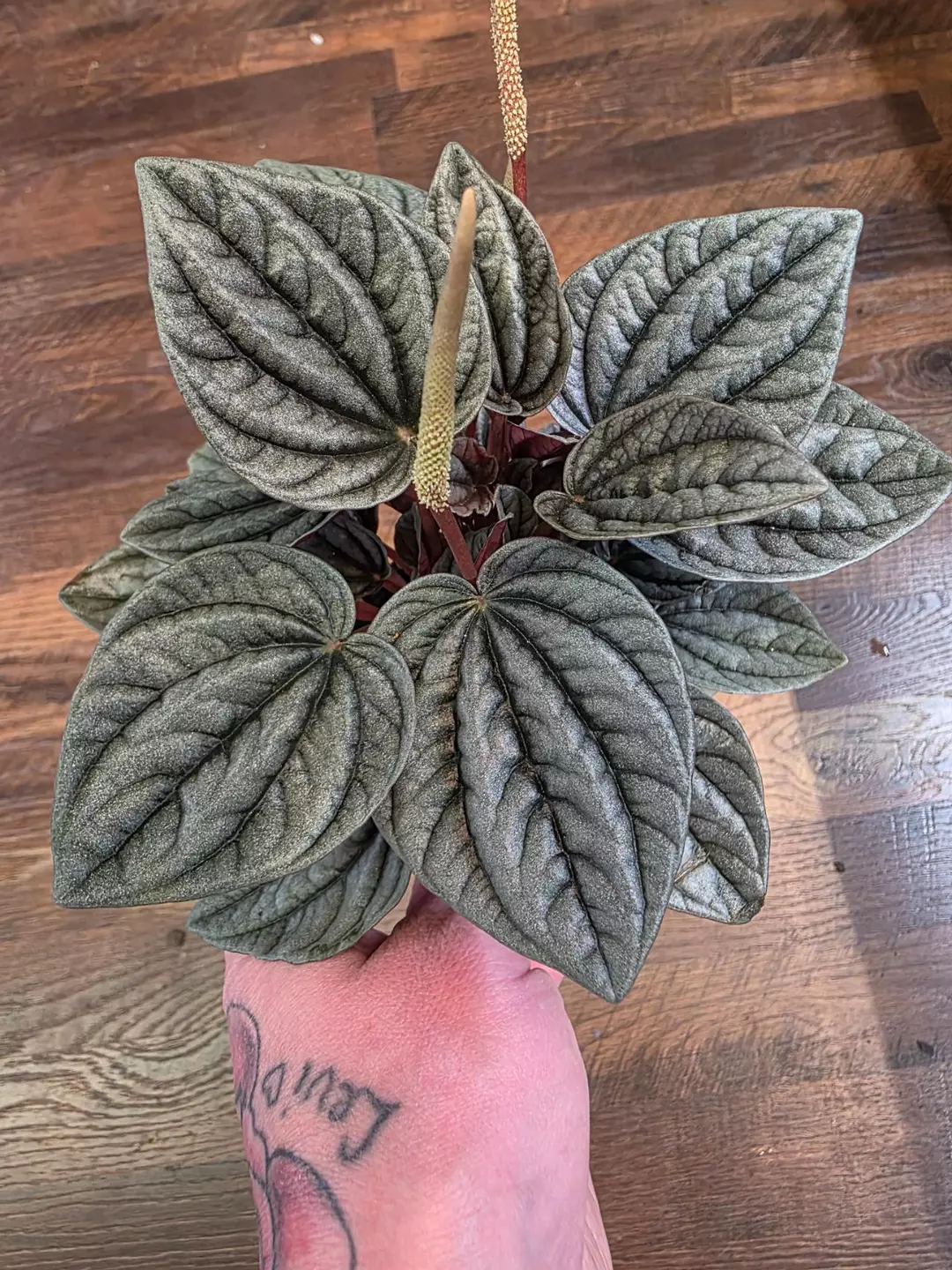 Peperomia Mendoza thumbnail