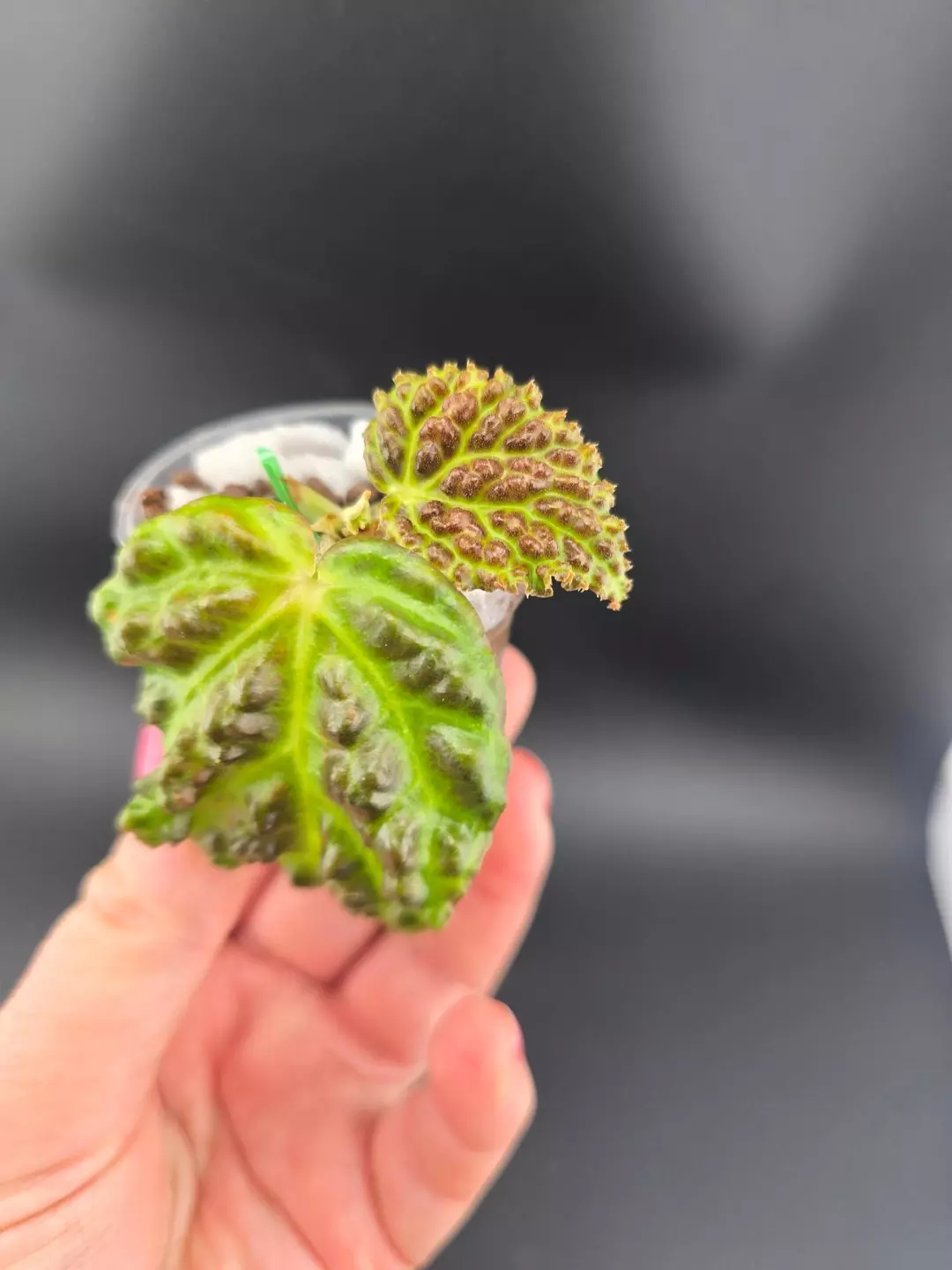 Begonia dracopelta thumbnail