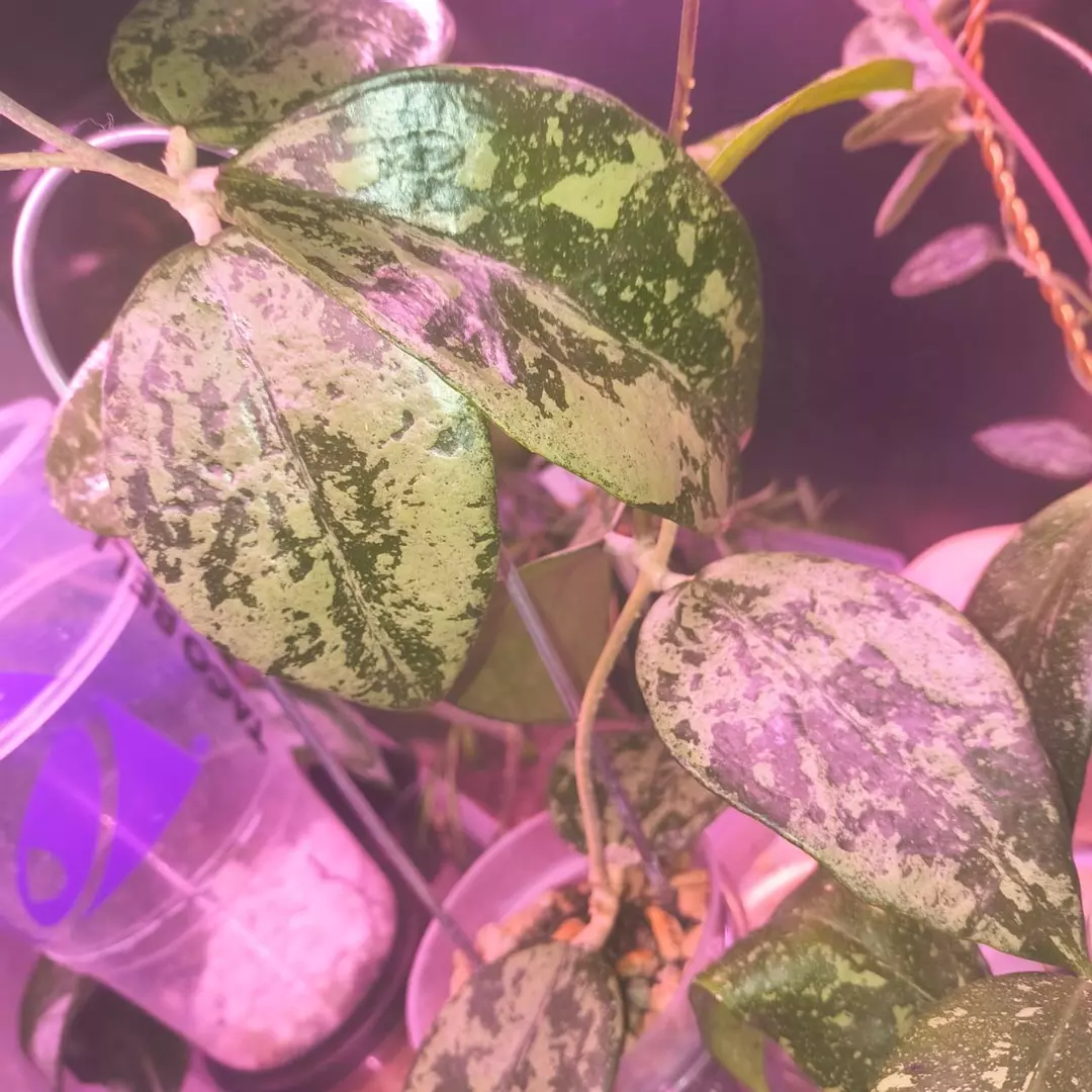 Hoya Verticillata splash full plant thumbnail