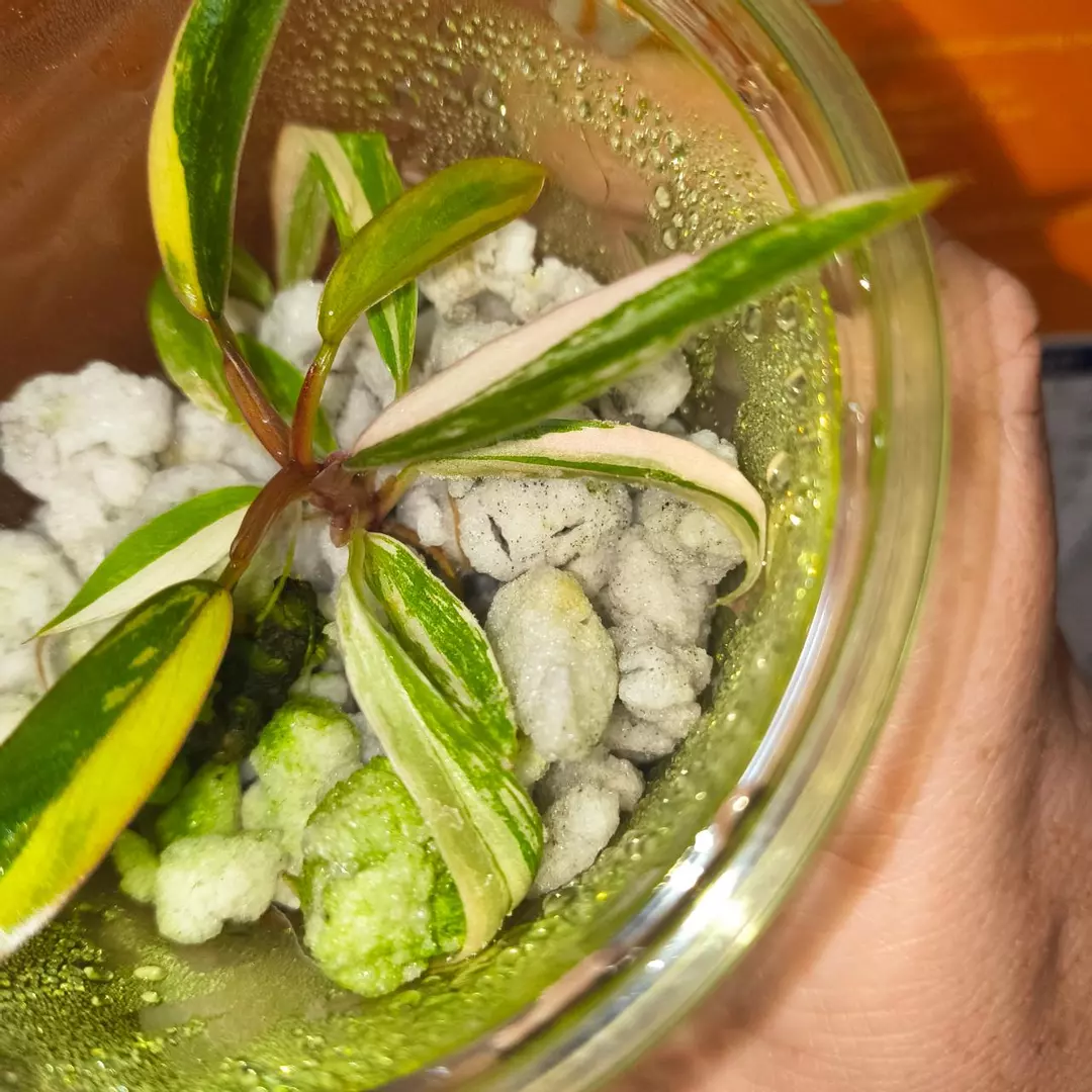 Philo Caramel Marbel thumbnail