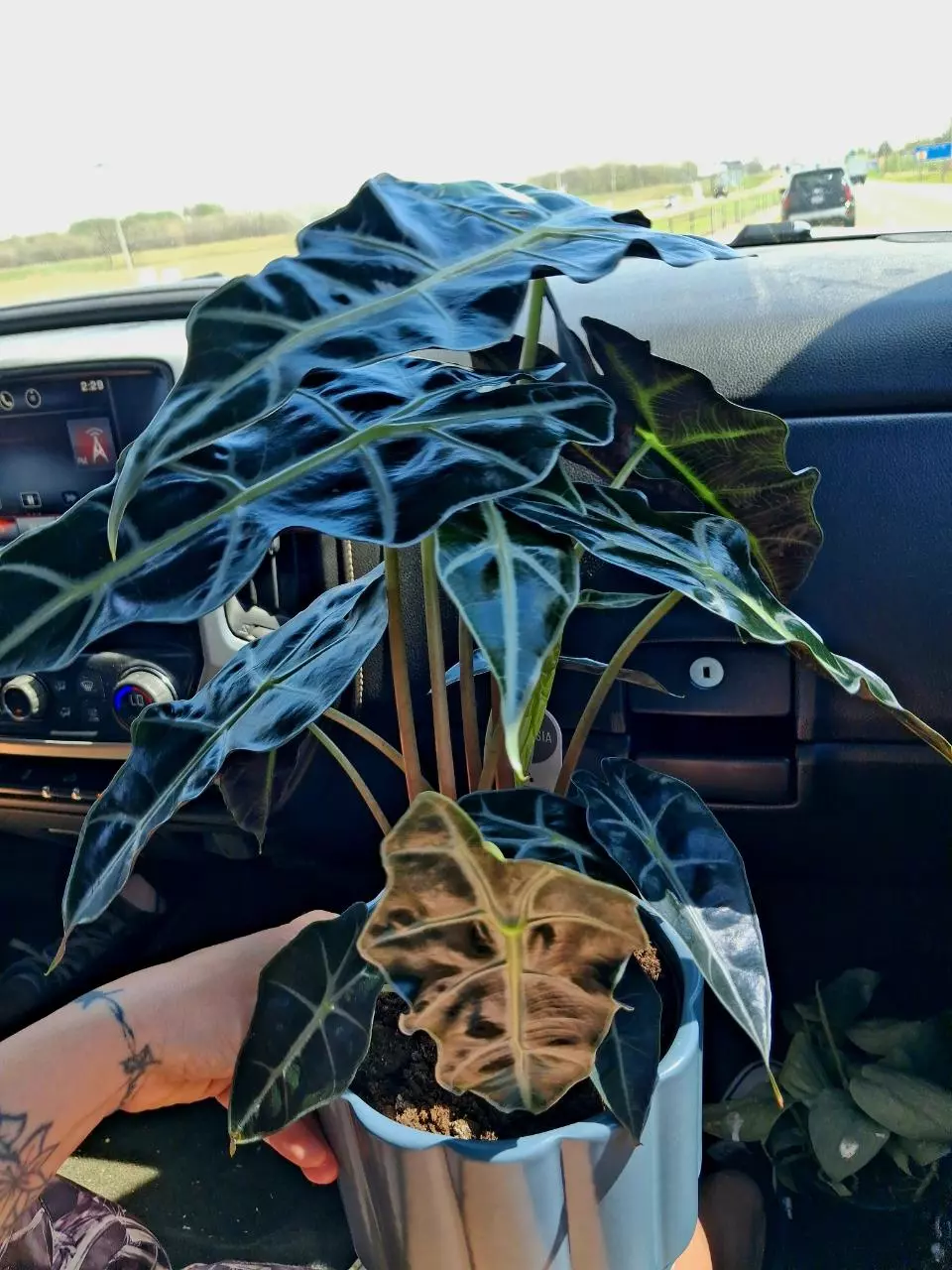 Alocasia Polly Corm thumbnail