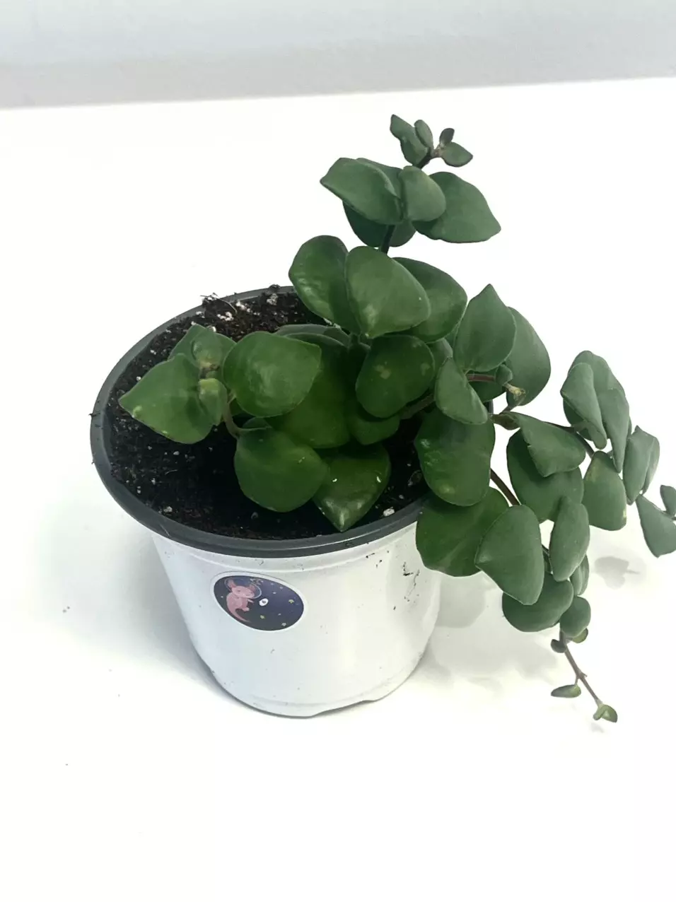 Thai Pink Lipstick plant thumbnail