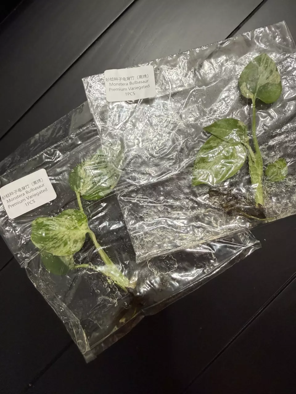 MONSTERA BULBASAR HI VAR TC • SELLERS CHOICE thumbnail