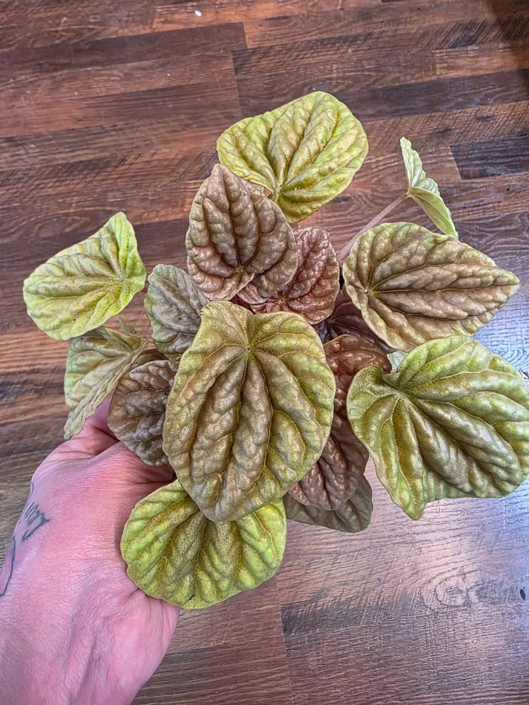 Peperomia Quito thumbnail