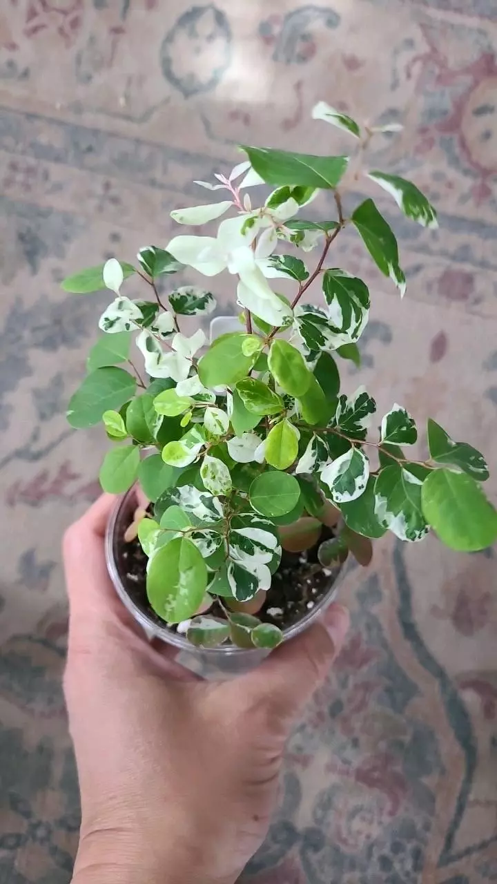 Breynia Nivosa Dwarf Snowbush 3.25" #1 thumbnail