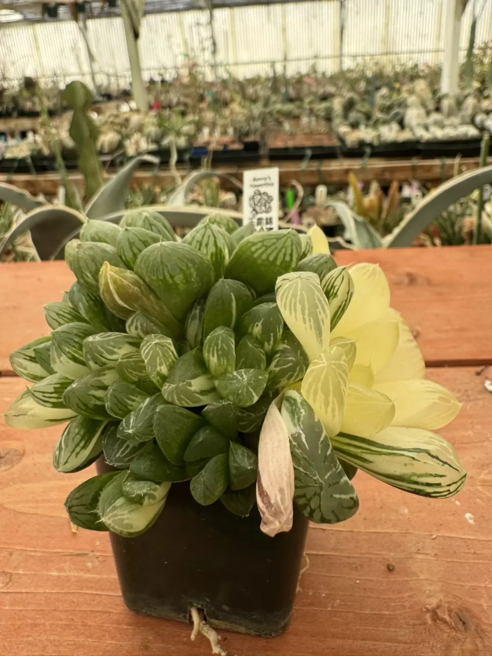 Ps780 Renny Maruba Obtusa Varigate thumbnail