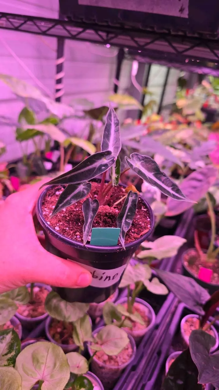 4in Alocasia bambino GC thumbnail