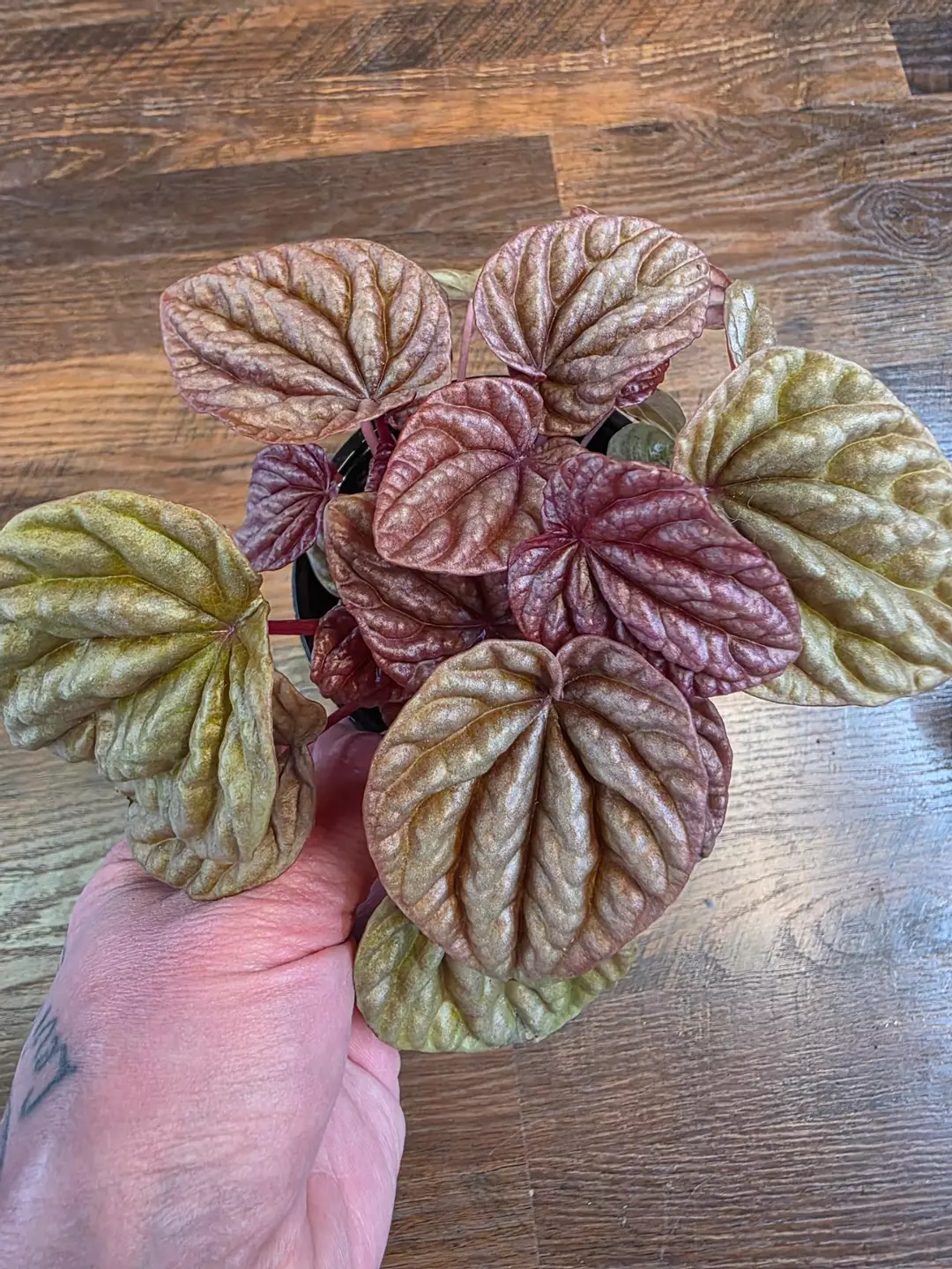Peperomia Quito thumbnail