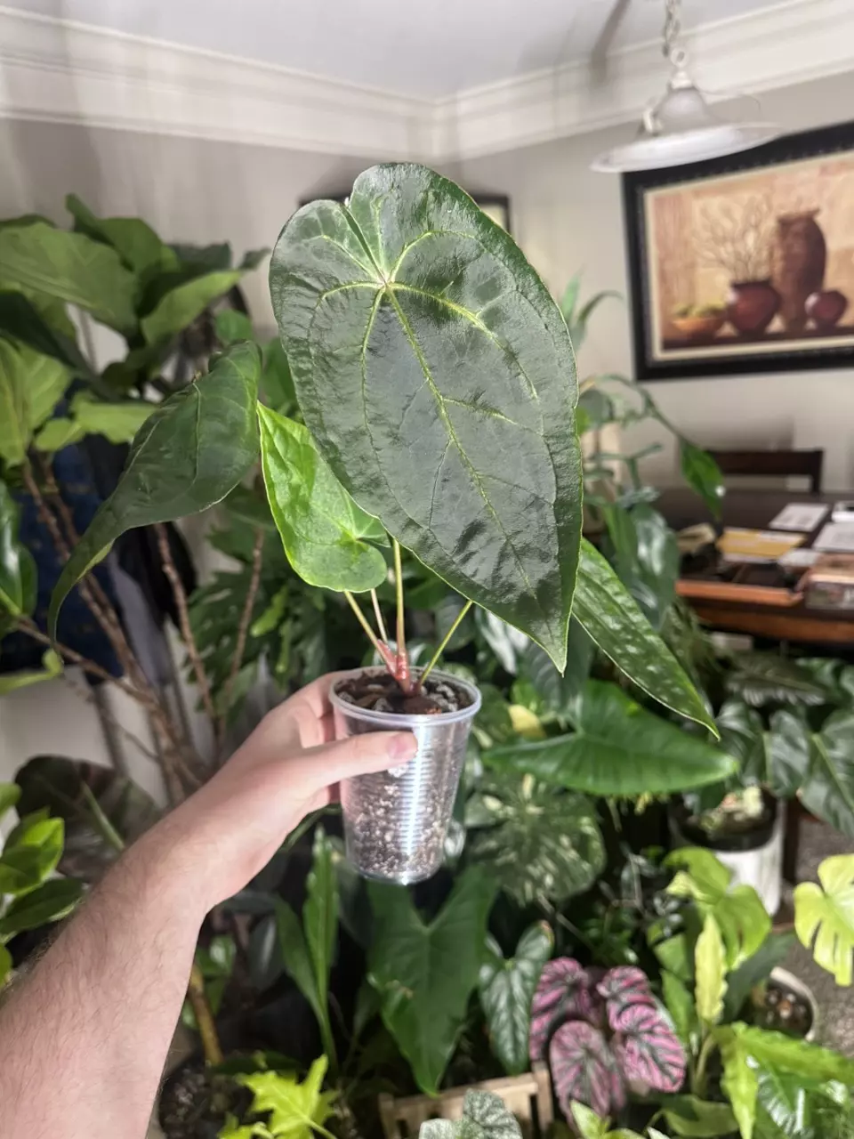 Anthurium Pap Hybrid thumbnail