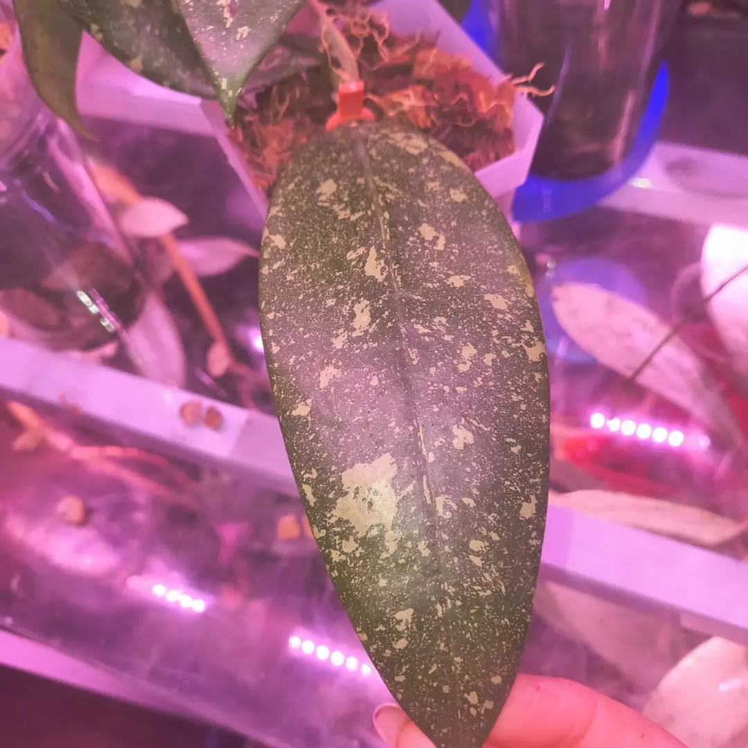 Hoya Vietnam (full rooted plant) thumbnail