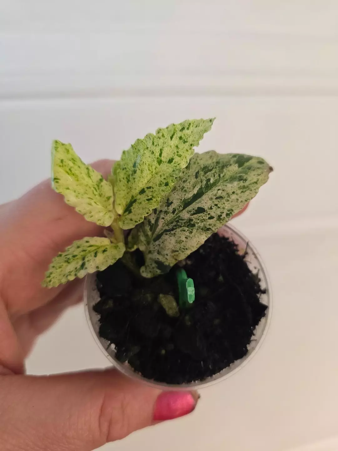 Begonia Peppermint (Variegated Pellonia Repens) thumbnail