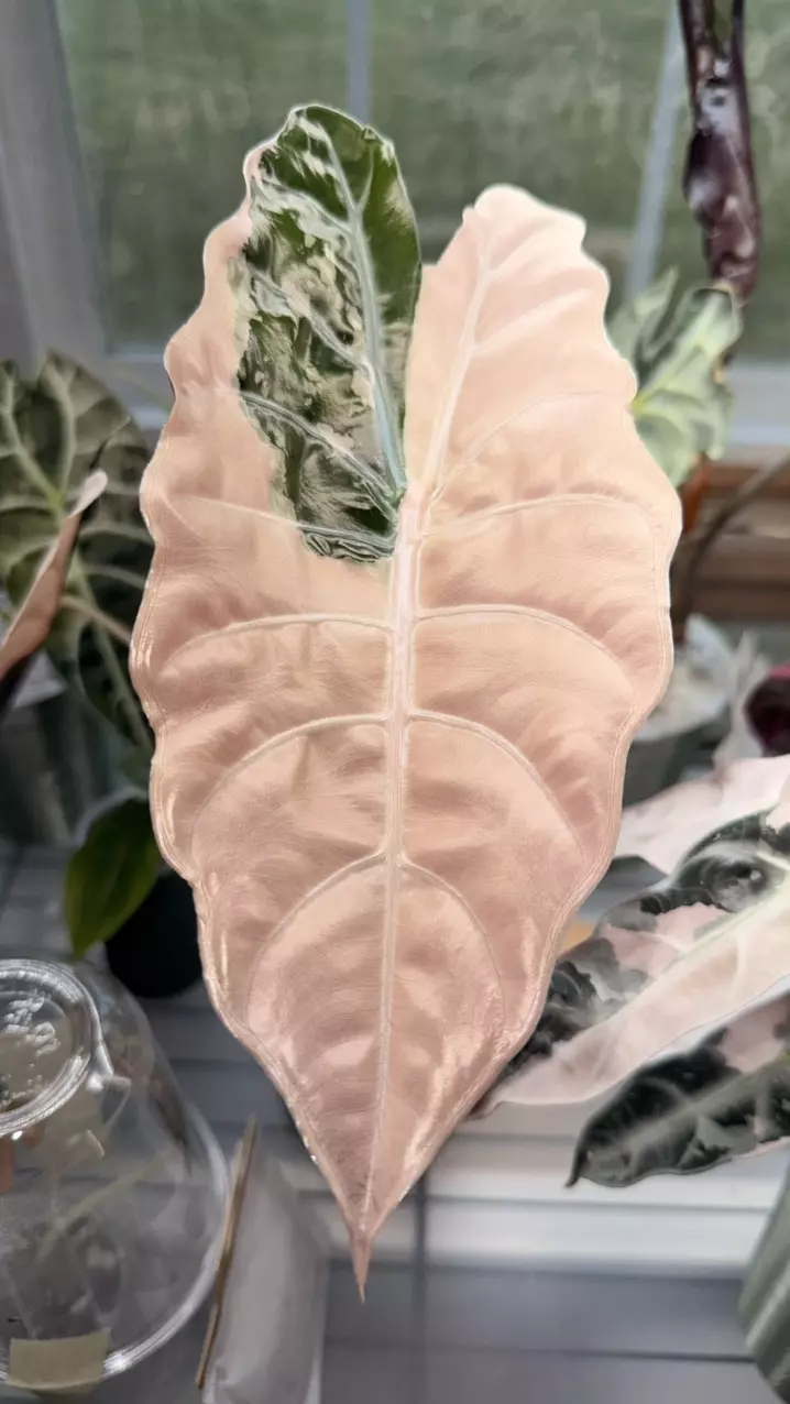 Pink Chan Corm thumbnail