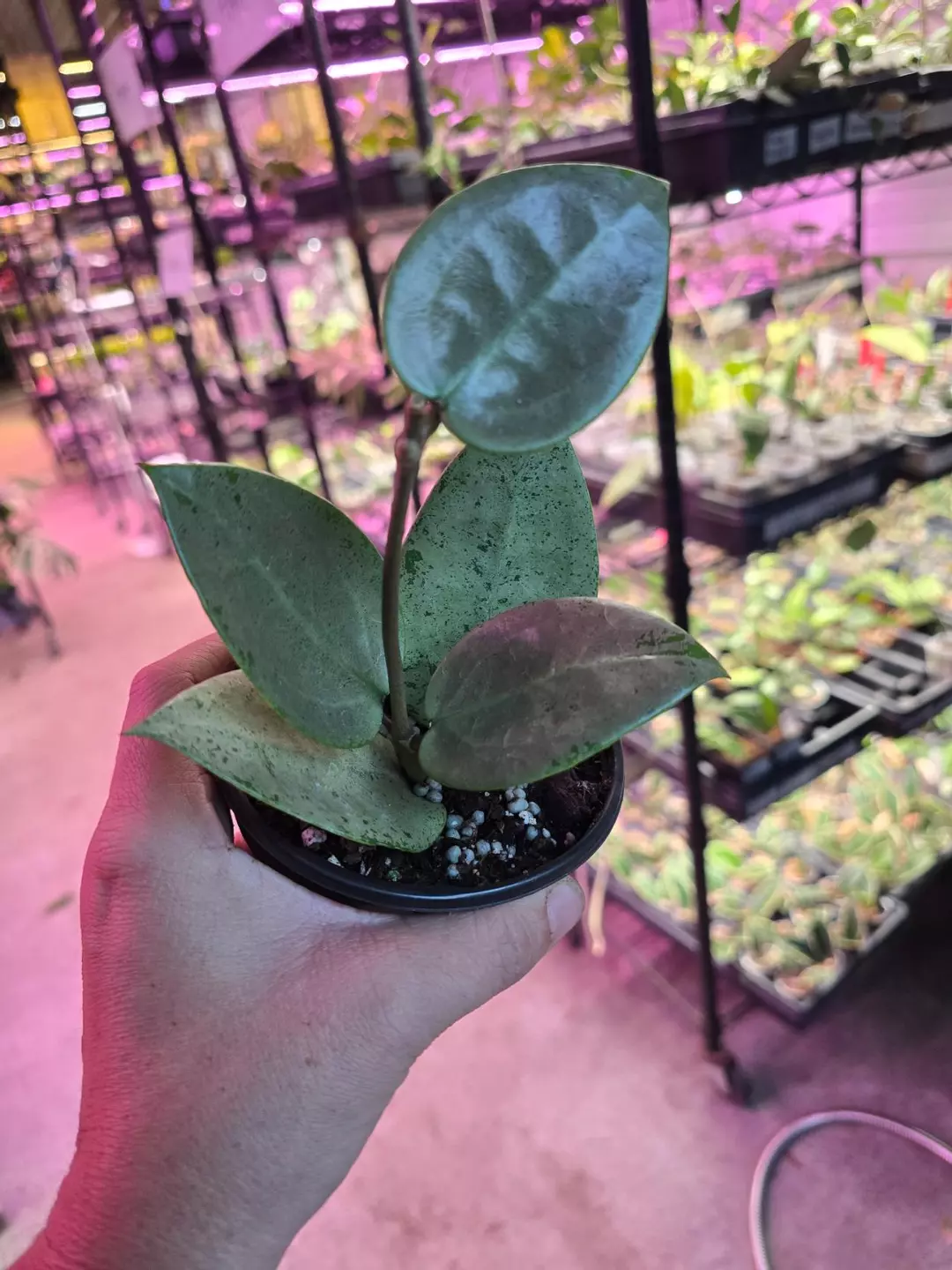 4in Hoya silver heart GC thumbnail