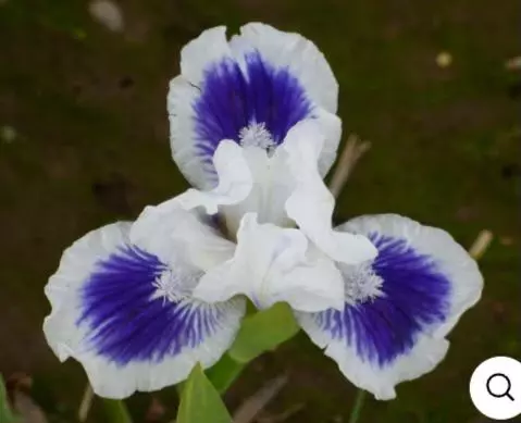 Bearded iris open your eyes thumbnail