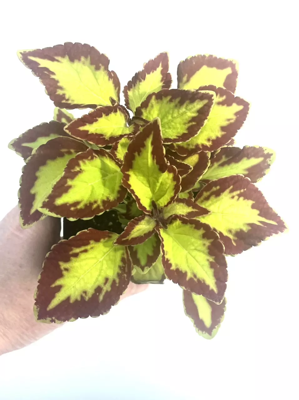 Coleus ‘Stained Goassworks velvet’ 4” pot thumbnail