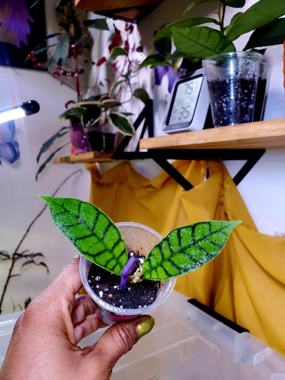 🌱🐈‍⬛ Hoya Callistophylla 'Black Cat' ✨️ Rooted Starter Plant #1 thumbnail