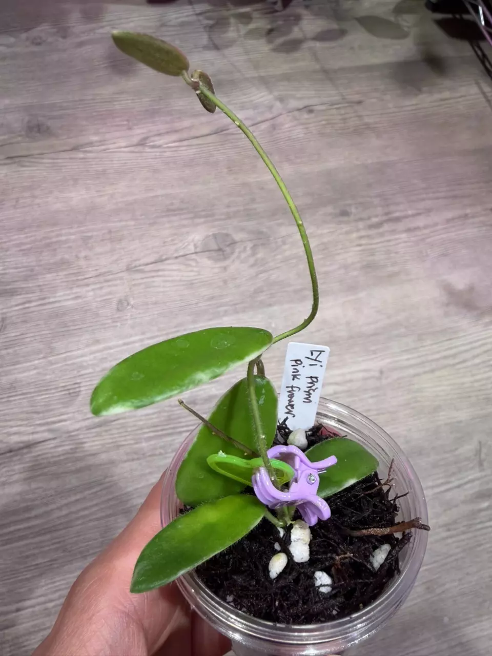 Hoya Lyi Prism Pink flower thumbnail