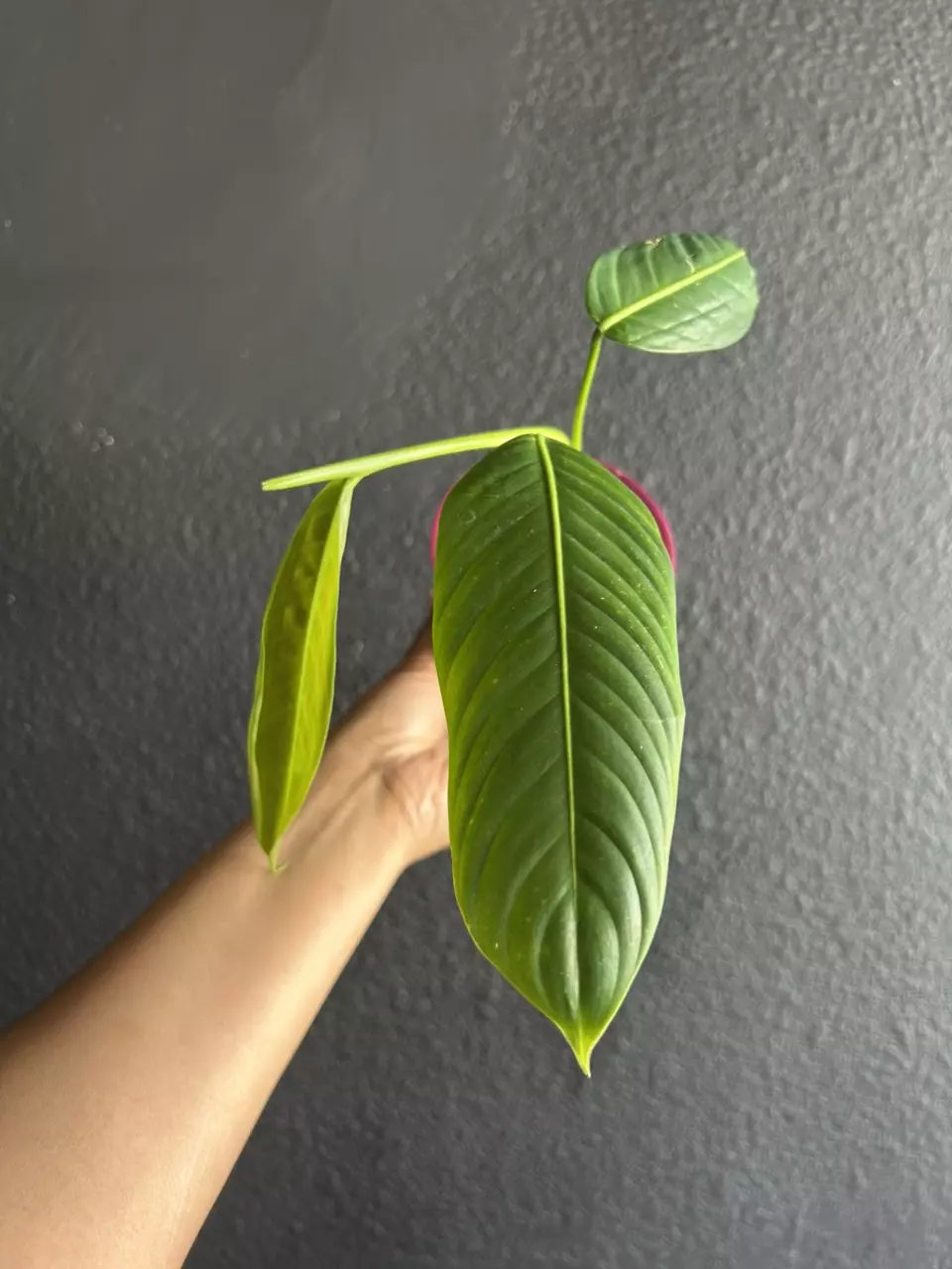 Philodendron Heterocraspedon Rooted Plant thumbnail