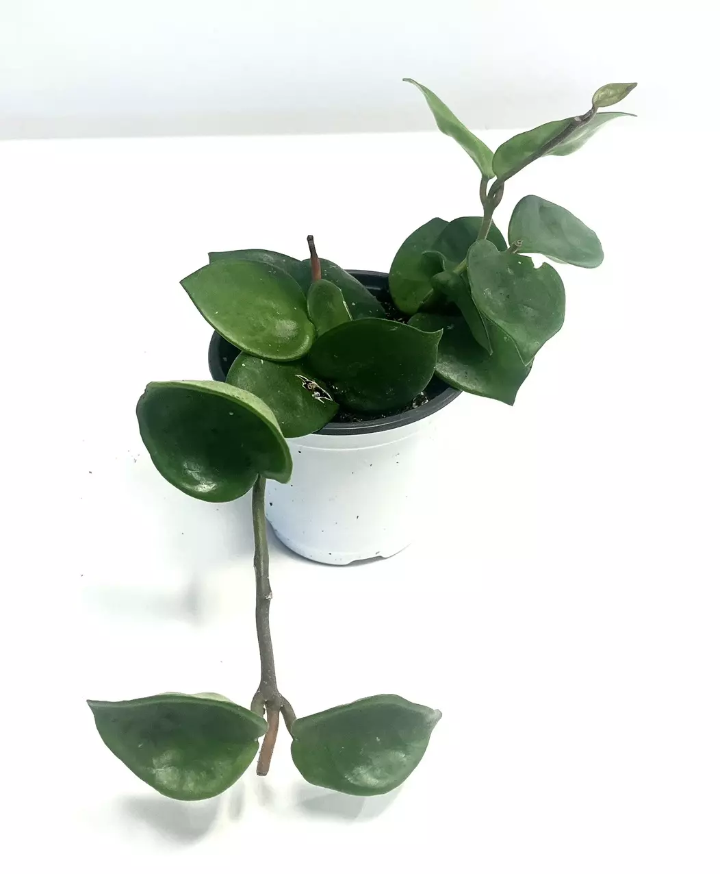 Hoya Chelsea 4” plant thumbnail