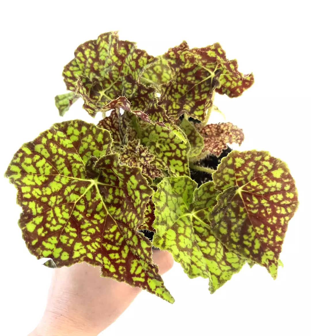 Begonia Rex ‘Vintage Love” 4” plant thumbnail