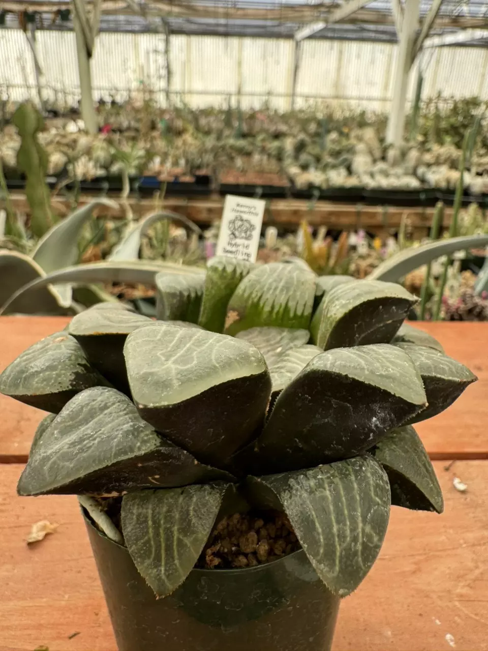 Ps779 Renny hybrid seedling thumbnail