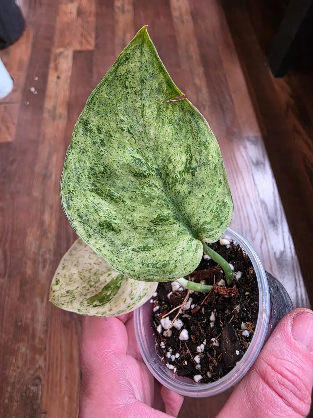 Scindapsus Peasun thumbnail