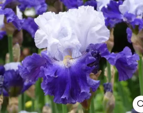 Bearded iris fx schreiner thumbnail