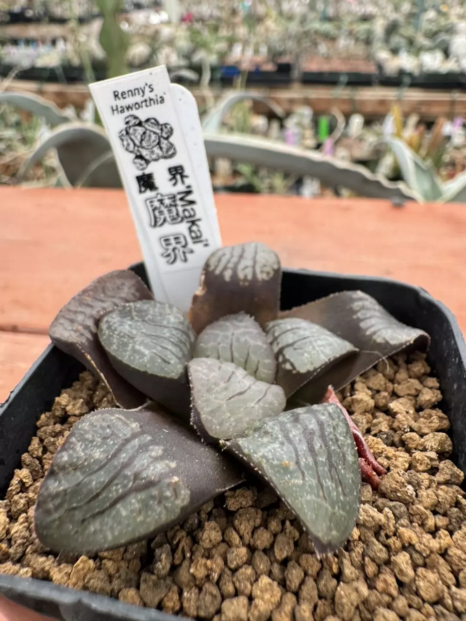 Ps783 Renny ‘Makai’ thumbnail