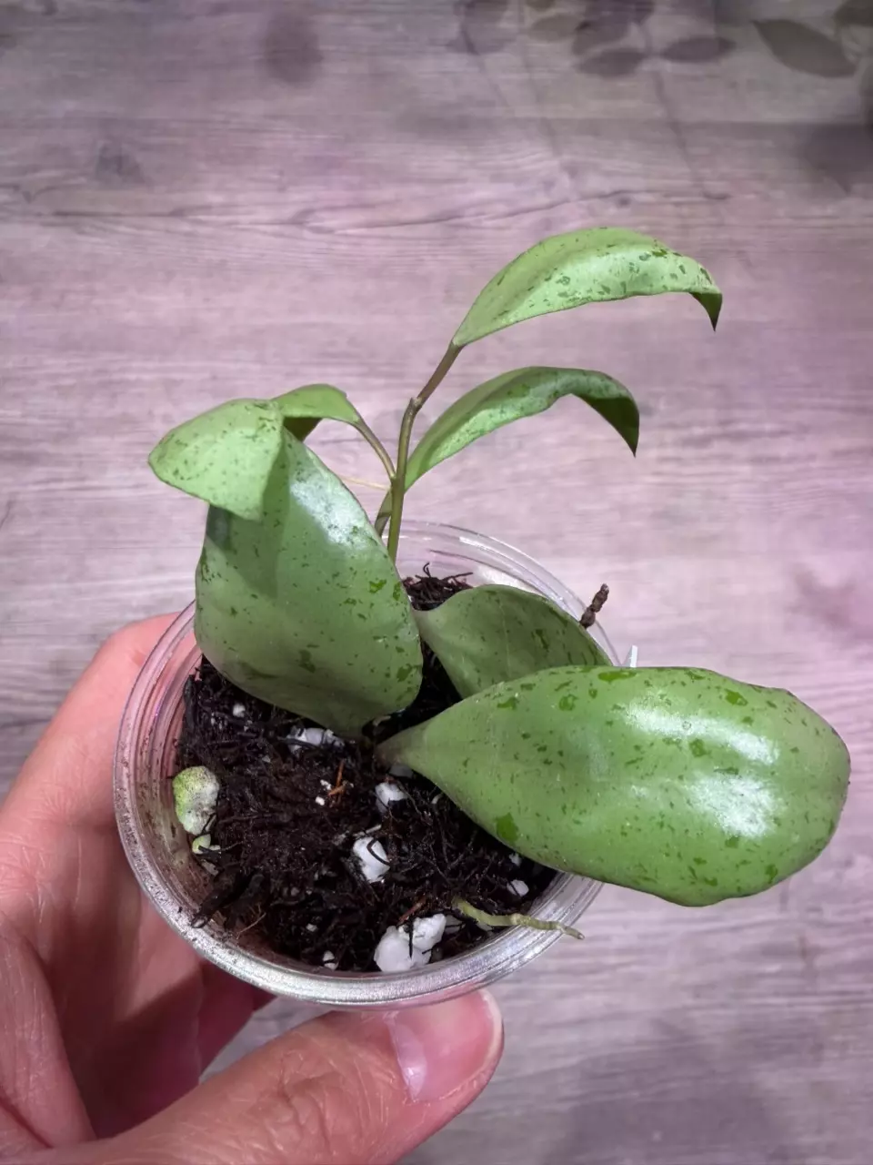 Hoya Lacunosa Grey Ash thumbnail
