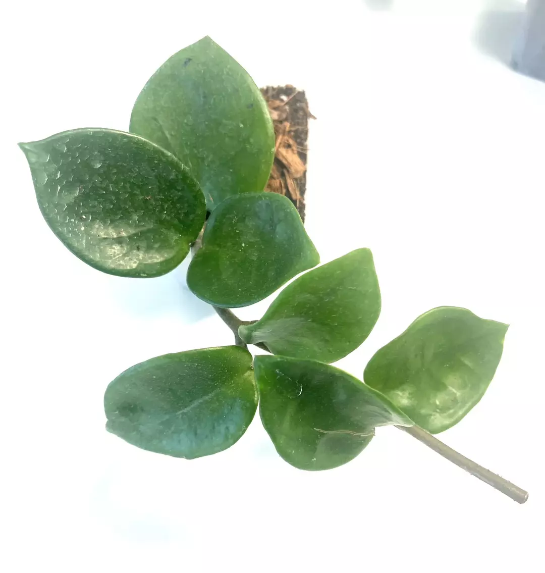 Hoya Chelsea starter plant thumbnail