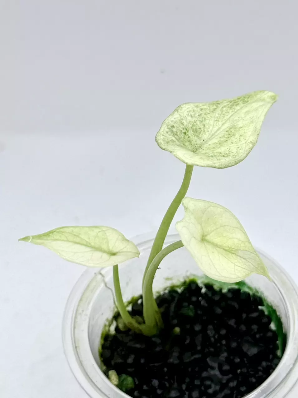 Alocasia Scalprum Mint thumbnail