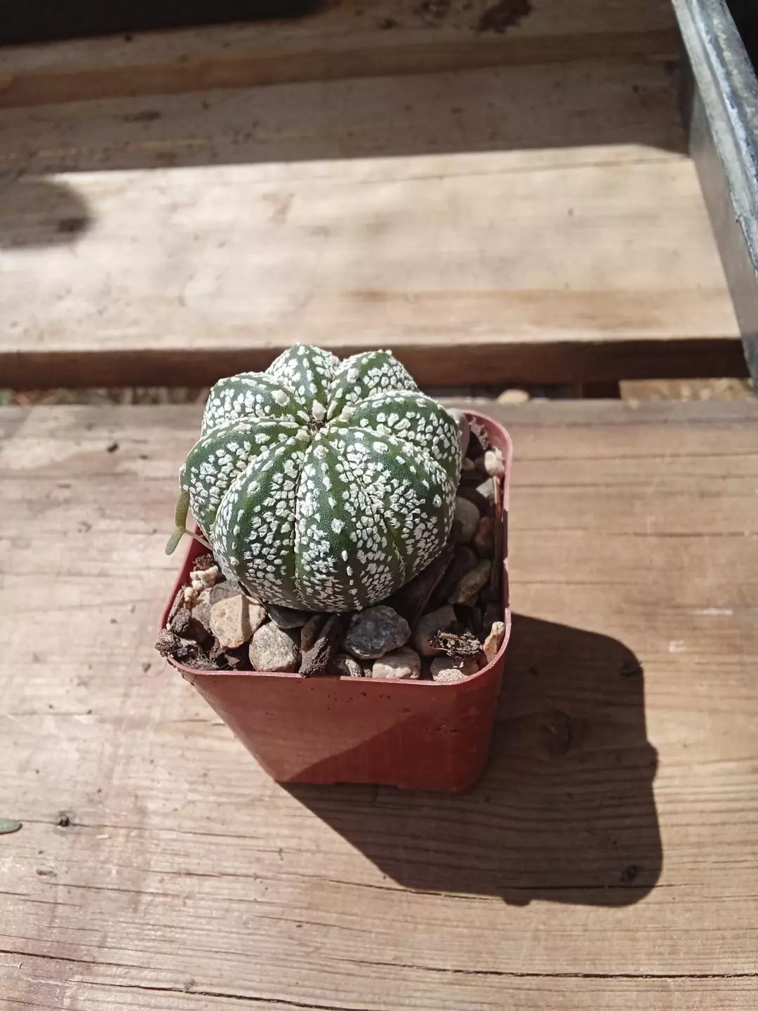 Astrophytum Asterias cactus seedling thumbnail