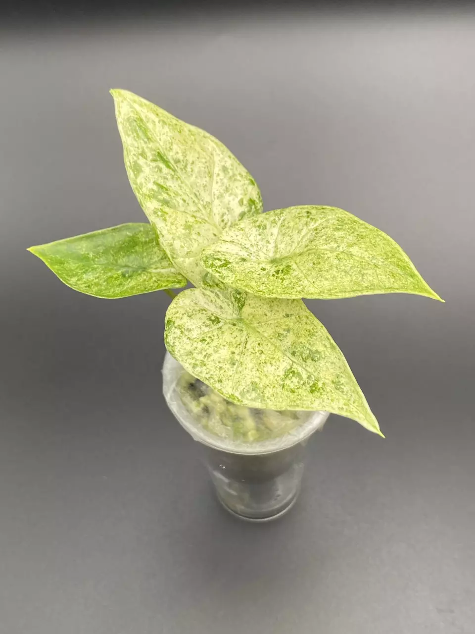 Alocasia Odora Batik thumbnail