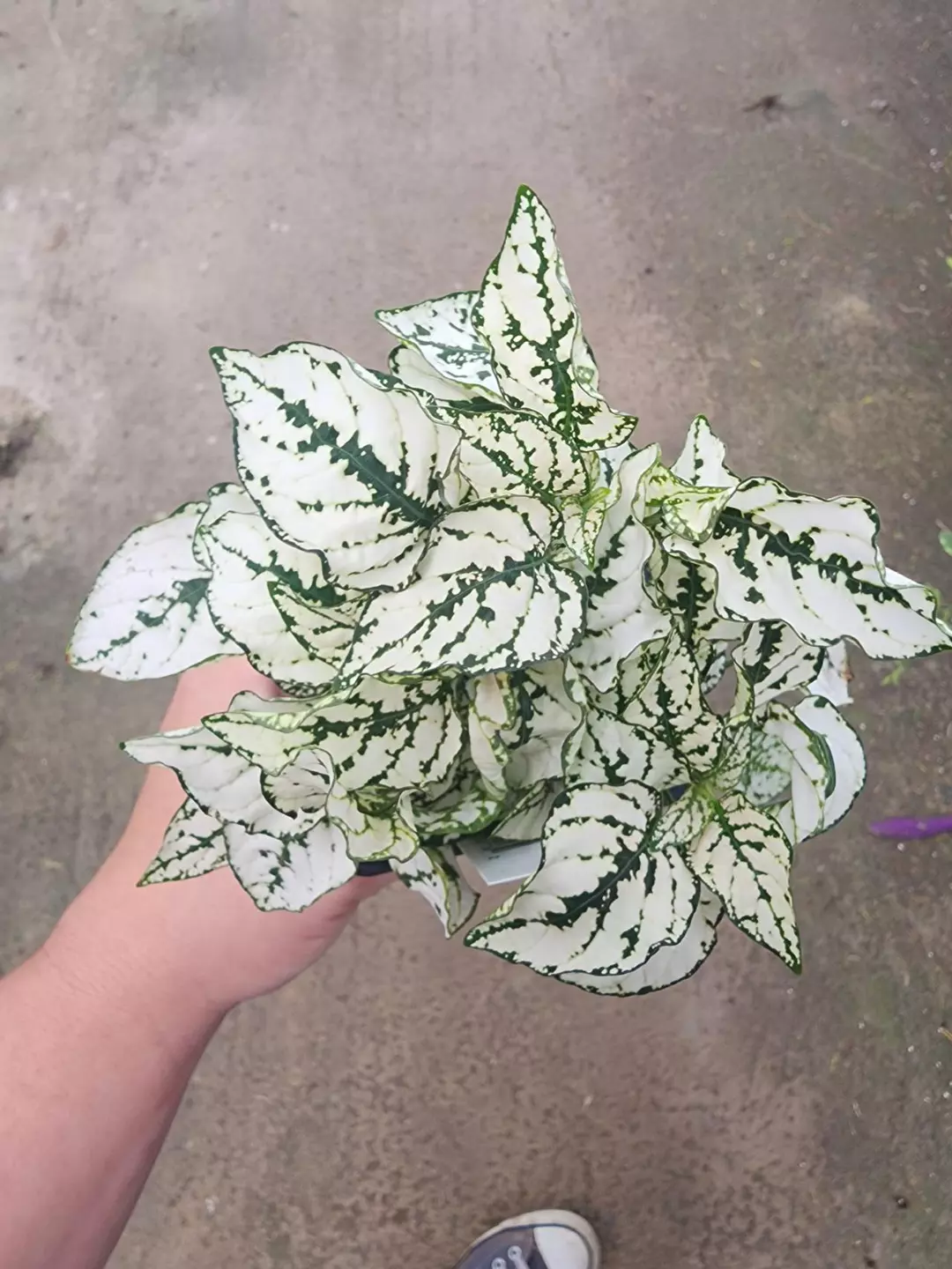 Hypoestes white splash thumbnail