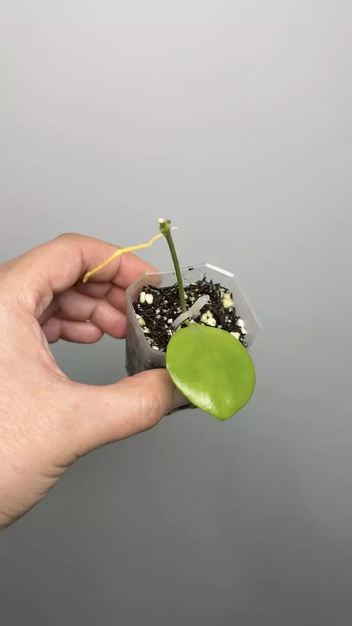 Hoya NS05-055 thumbnail