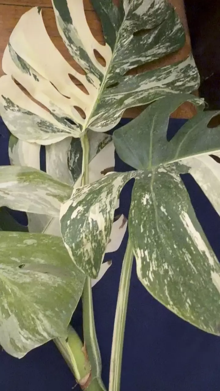 🌿 WHOLESALE MONSTERA ALBO BUNDLE 🌿
🔥🔥 TEN PACK DEAL 🔥🔥
Grower’s Choice thumbnail