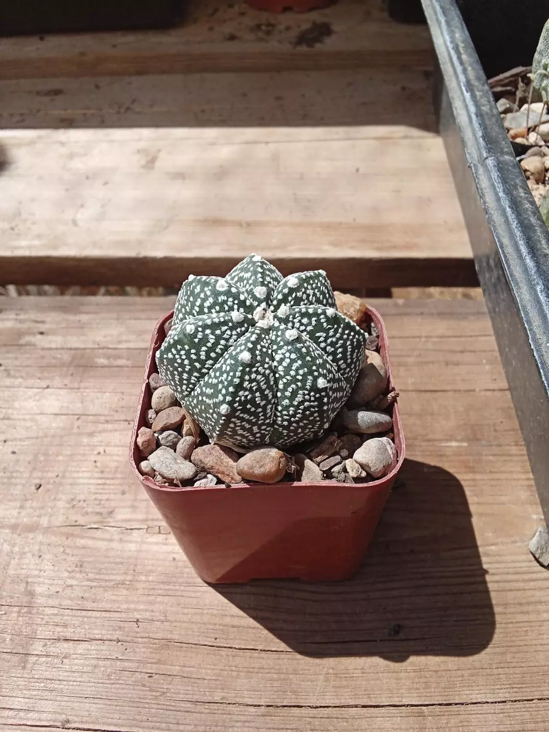 Astrophytum Asterias cactus seedling thumbnail