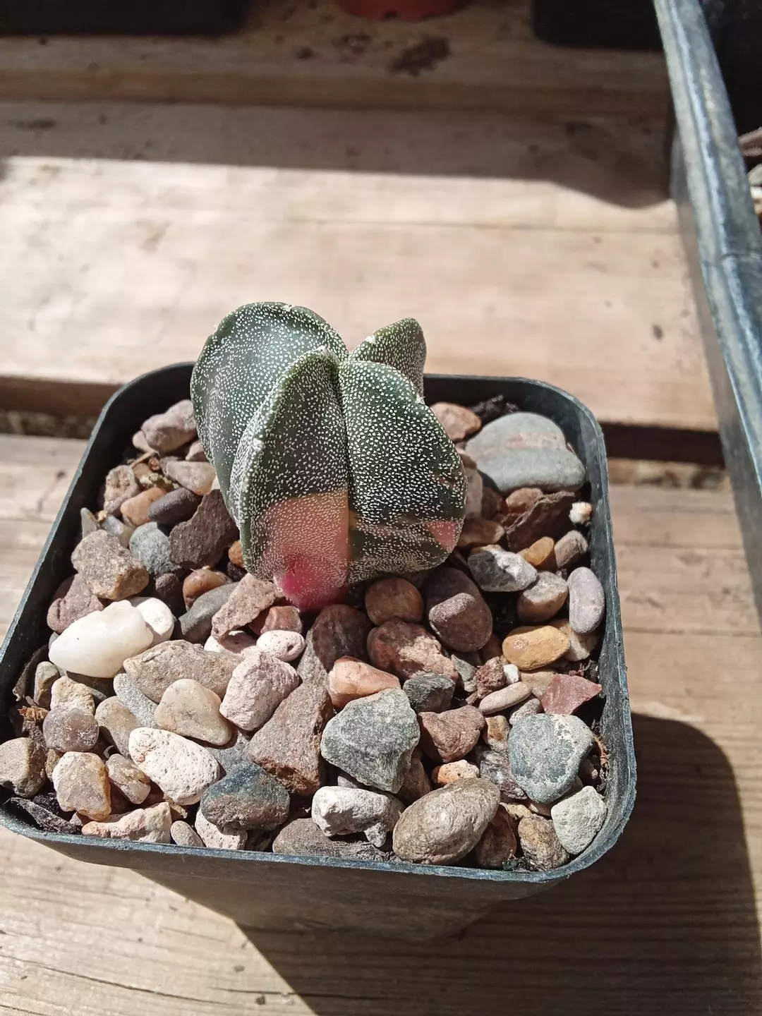 Astrophytum Myriostigma 'Variegated' cactus thumbnail