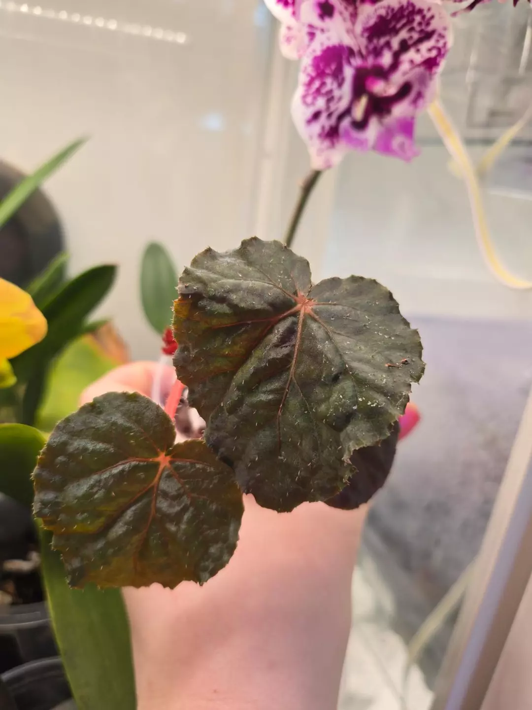 Begonia Taconite thumbnail