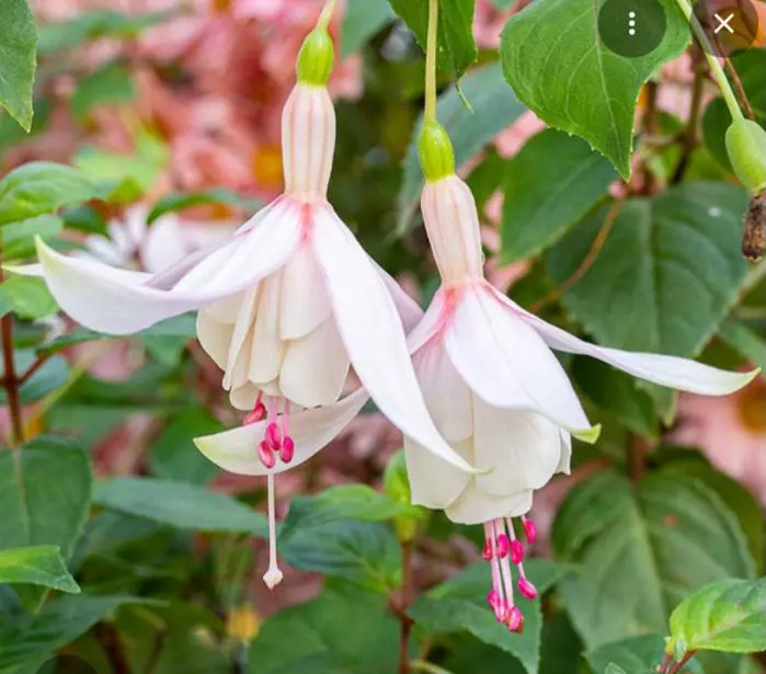 Fuschia Annabel thumbnail