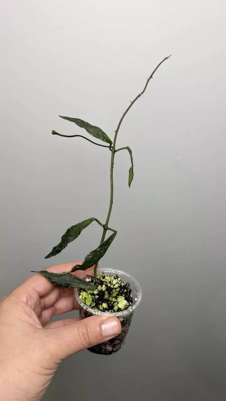 Hoya Mirabilis ‘Clone 2’ thumbnail