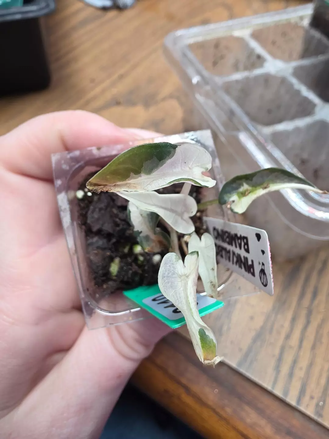 0110 pink bambino thumbnail