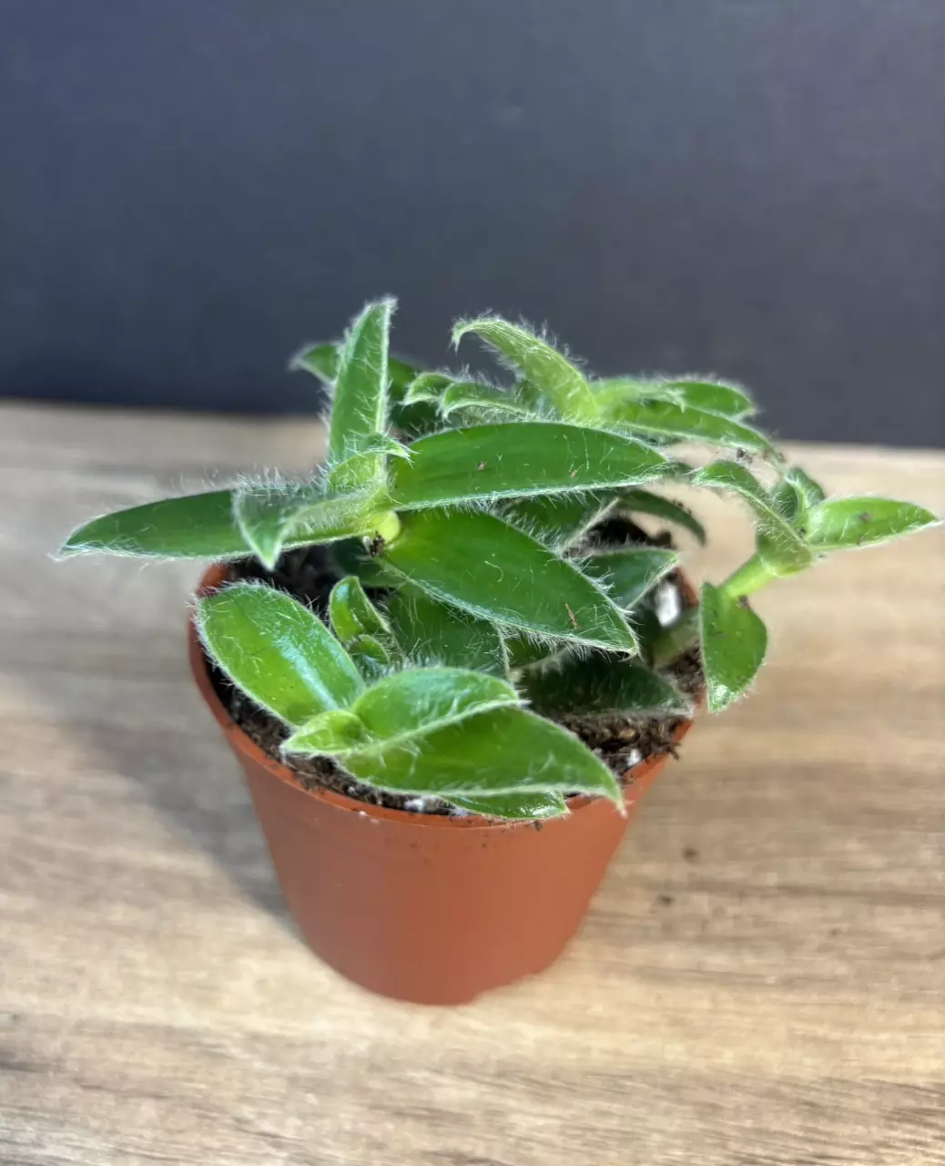 Cyanotis somaliensis - Kitten Ears 3” - grower’s choice thumbnail