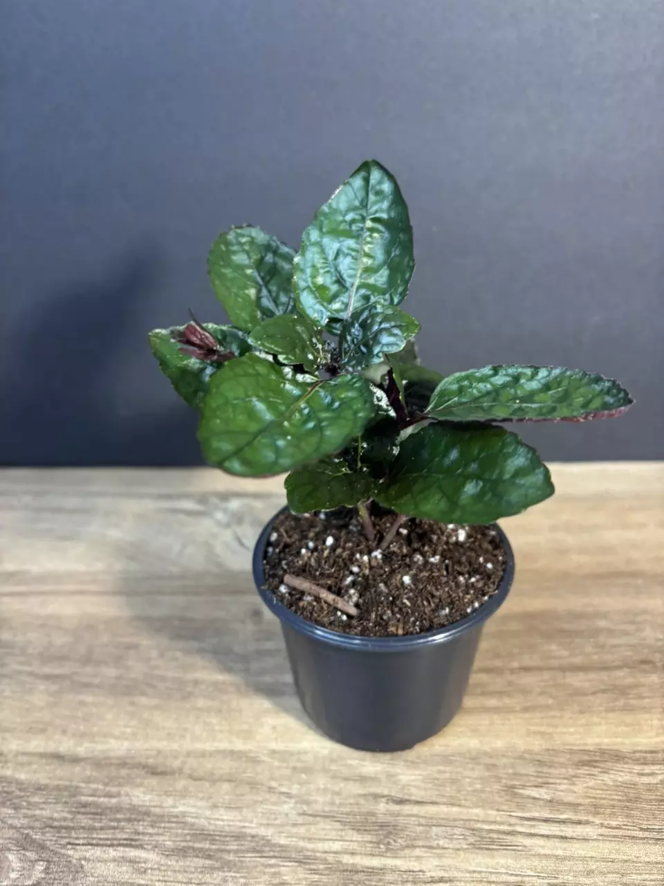 Hemigraphis Alternata 'Waffle Plant' 3" - grower’s choice thumbnail