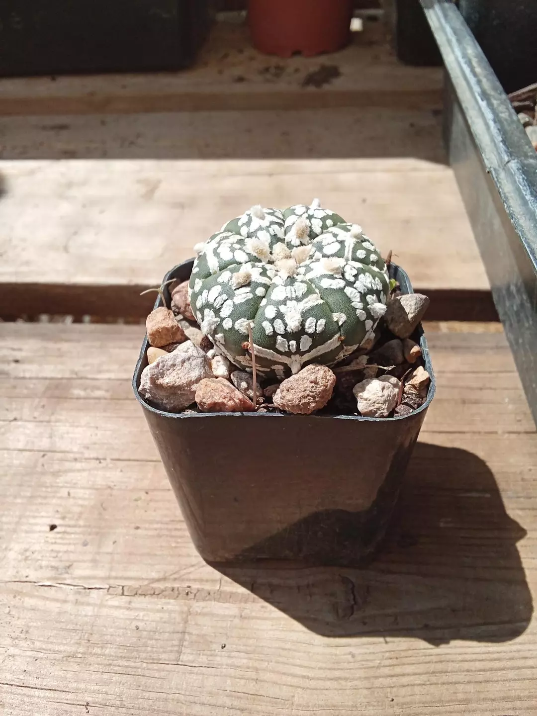 Astrophytum Asterias 'Superkabuto' v-type Cactus seedling thumbnail