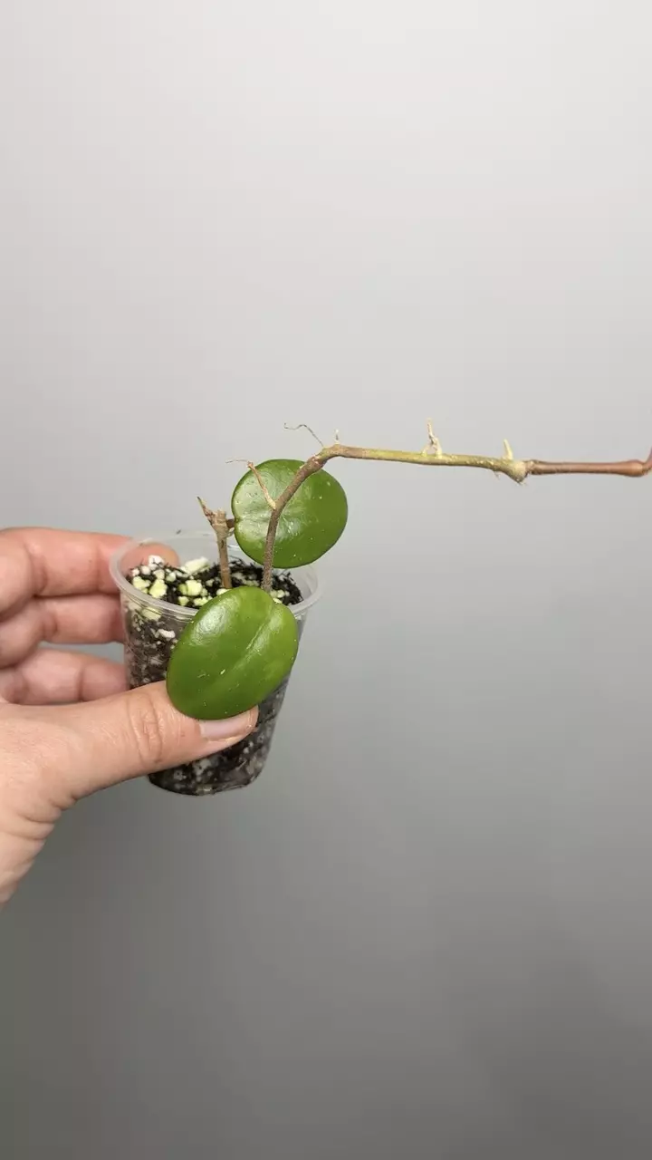 Hoya Neocalidonica thumbnail